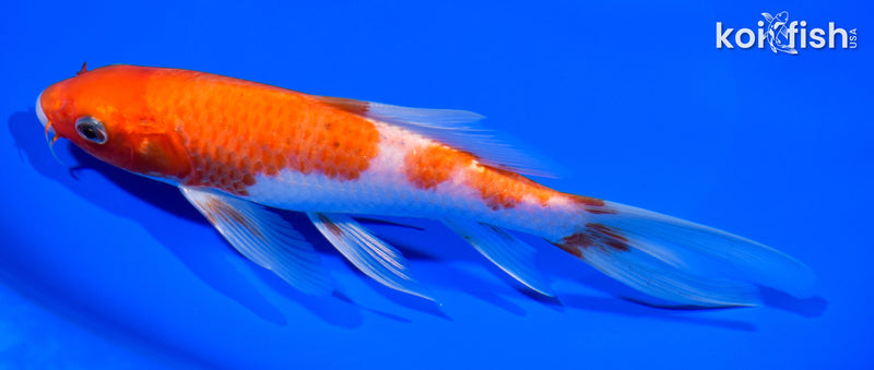 kohaku 7