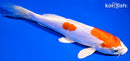 8" KIKUSUI