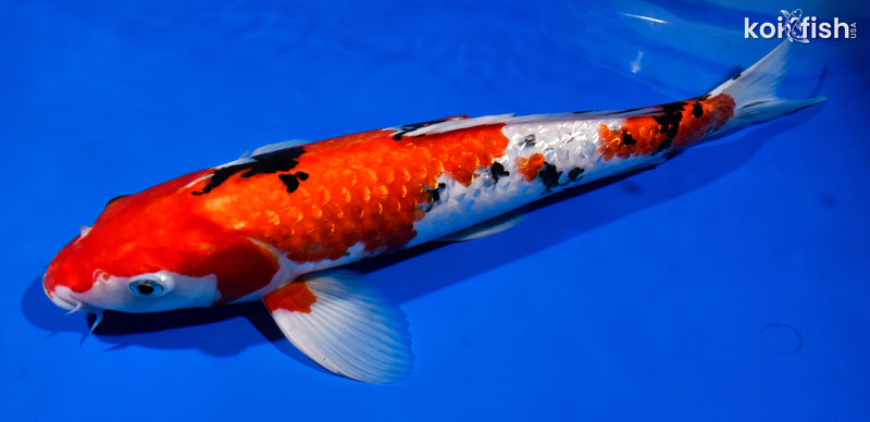 15" GINRIN SANKE