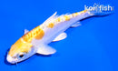 4" DOITSU HARIWAKE