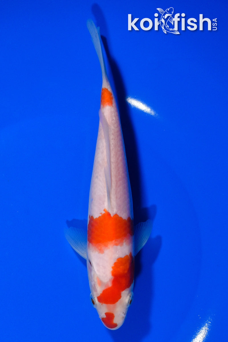 6.5" KOHAKU