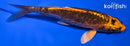 4.5" BENI KIKOKURYU