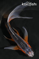 5.5" ASAGI BUTTERFLY