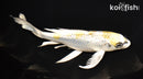 7.75" GINRIN KUJAKU BUTTERFLY