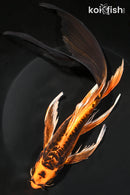 9.75" BENI KIKOKURYU BUTTERFLY