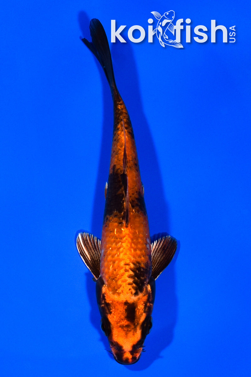5" KIN HI UTSURI