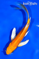 5.5" ORENJI OGON BUTTERFLY