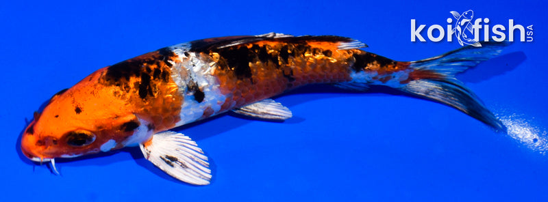 5.5" GINRIN YAMATO NISHIKI