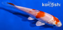 4.5" HARIWAKE