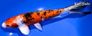 9.5" YAMATO NISHIKI