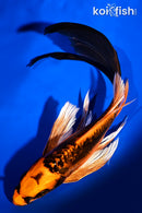 8" BENI KIKOKURYU BUTTERFLY