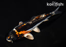 5.5" BENI KIKOKURYU