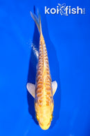 4" ARAGOKE YAMABUKI OGON