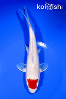 7.5" TANCHO HARIWAKE