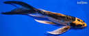 10" KIN KIKOKURYU BUTTERFLY