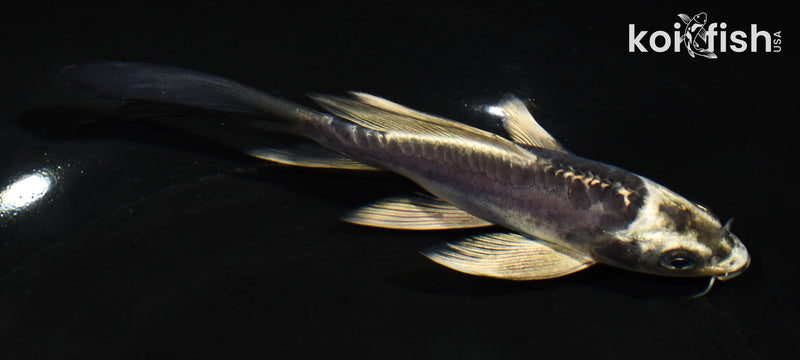 5.5" KIKOKURYU BUTTERFLY