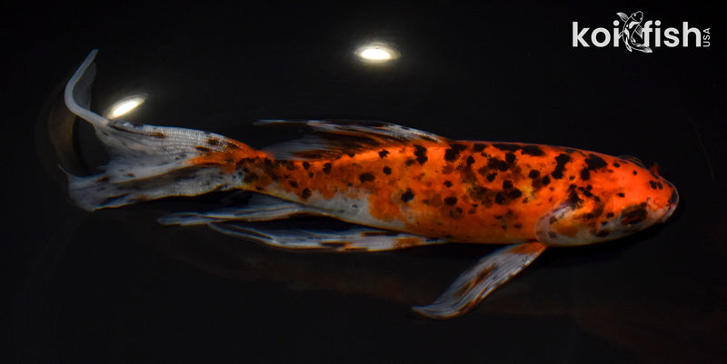 8.5" SHUBUNKIN GOLDFISH
