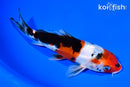 7" DOITSU SANKE