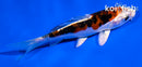 4.5" HEISEI NISHIKI