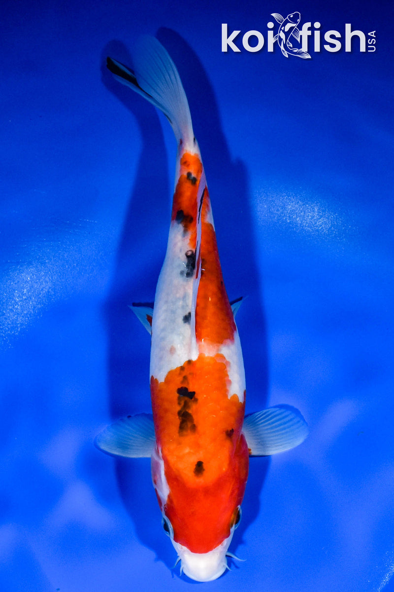 9.25" SANKE