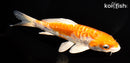 7" ARGOKE KIKUSUI