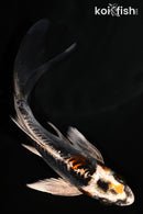 5" BENI KIKOKURYU BUTTERFLY