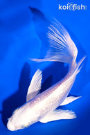 5.5" GINRIN PLATINUM OGON BUTTERFLY