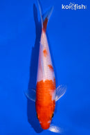 6.25" HARIWAKE