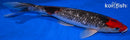 11.75" BENI MATSUKAWBAKE