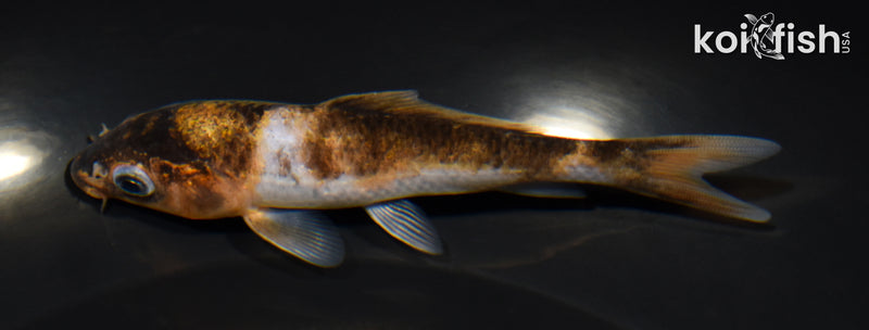 4.25" GOROMO