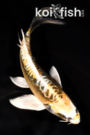 6.5" KIN KIKOKURYU BUTTERFLY