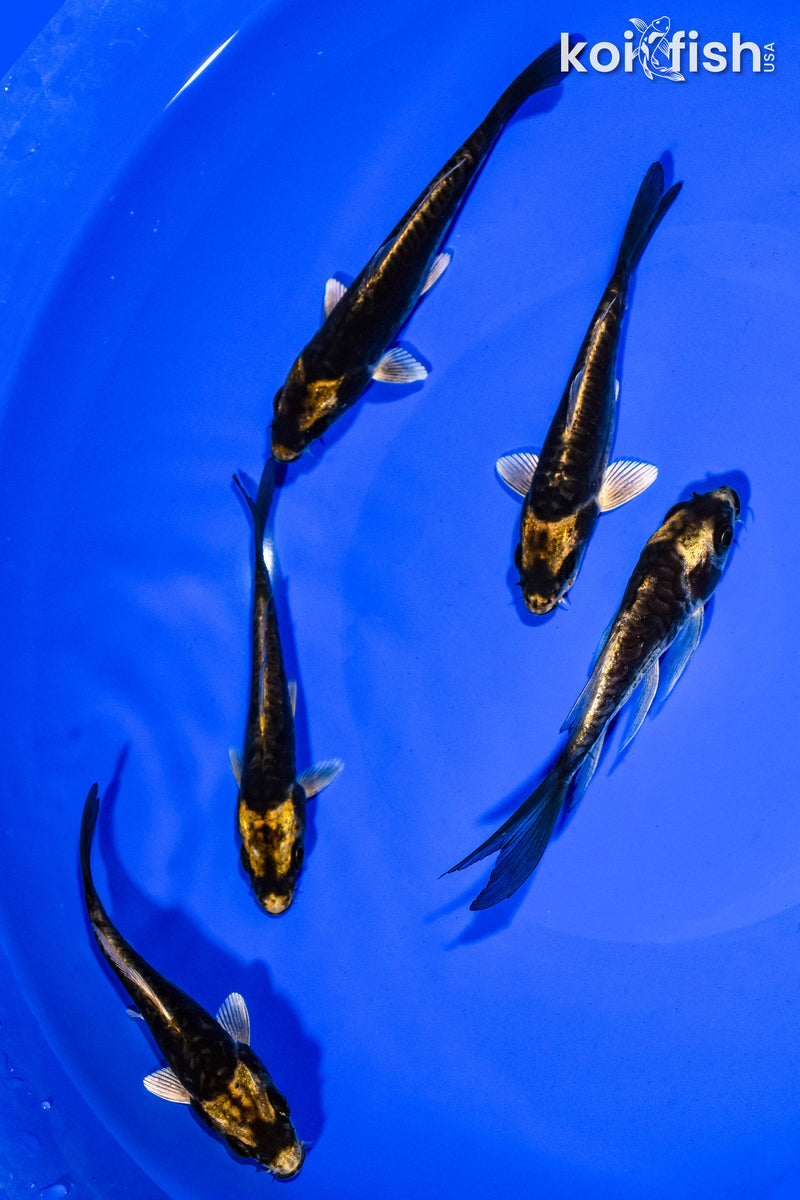 PACK OF (5) 3-4" KABUTO KOI