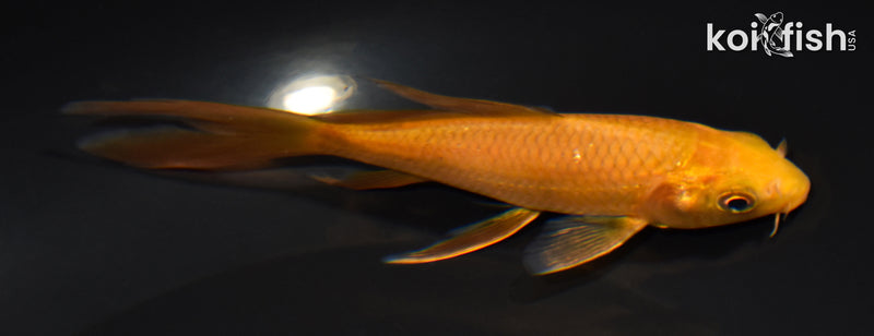 5" CHAGOI BUTTERFLY