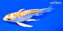 6.75" KIKUSUI BUTTERFLY