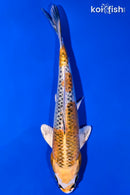 6.5" KUAJKU