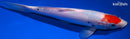 10.25" TANCHO SANKE