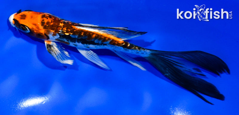 5.5" GINRIN BENI KIKOKURYU BUTTERFLY