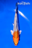 4" KUJAKU