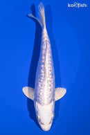 7.75" GINRIN DOITSU PLATINUM OGON