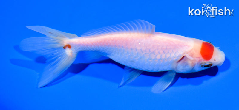 5.25" WAKIN GOLDFISH