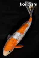 8.75" OCHIBA SHIGURE