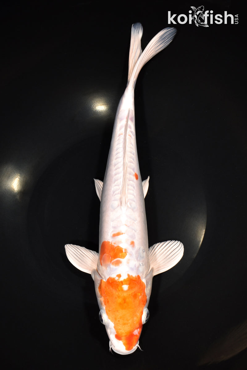 12" KIKUSUI