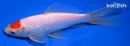 6.5" TANCHO SARASA COMET GOLDFISH