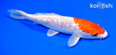7.5" GINRIN HARIWAKE