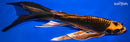 11" KIN ORENJI MATSUBA BUTTERFLY