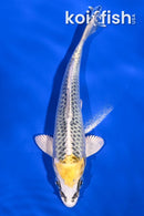 5.5" KUJAKU