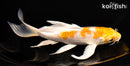 7.25" HARIWAKE BUTTERFLY