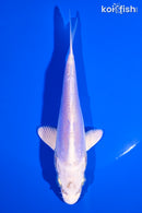 5.5" LEATHER PLATINUM OGON