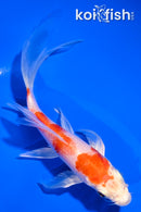 5" HARIWAKE BUTTERFLY