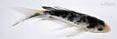5" SHIRO UTSURI BUTTERFLY